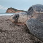 Familias disfrutan y protegen tortugas marinas en Refugio de Vida Silvestre La Flor Foto: Refugio de Vida Silvestre La Flor, ubicado en San Juan del Sur/Cortesía
