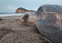 Familias disfrutan y protegen tortugas marinas en Refugio de Vida Silvestre La Flor Foto: Refugio de Vida Silvestre La Flor, ubicado en San Juan del Sur/Cortesía