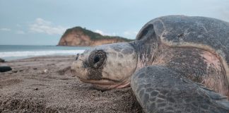 Foto: Refugio de Vida Silvestre La Flor, ubicado en San Juan del Sur/Cortesía