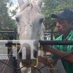 Plan “Cholenco” busca frenar accidentes por semovientes en Ometepe Foto: Multa de 500 córdobas por animales sueltos en la vía en Ometepe/TN8