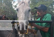 Foto: Multa de 500 córdobas por animales sueltos en la vía en Ometepe/TN8