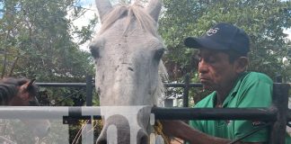 Foto: Multa de 500 córdobas por animales sueltos en la vía en Ometepe/TN8