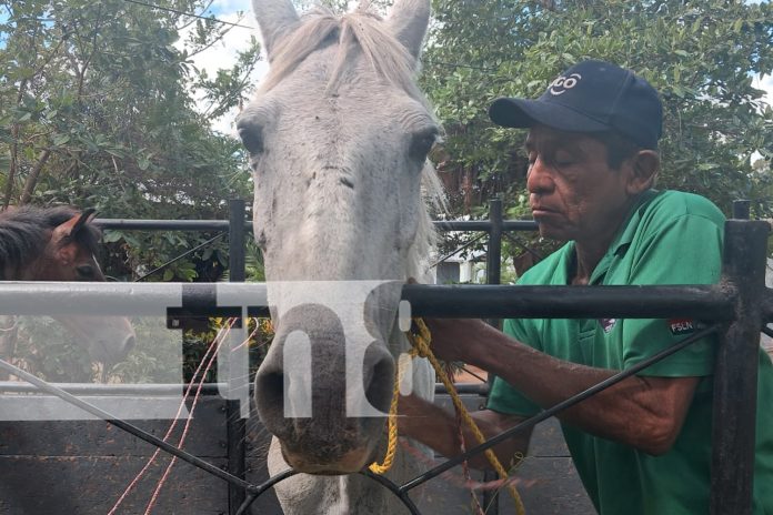 Foto: Multa de 500 córdobas por animales sueltos en la vía en Ometepe/TN8 Foto: Multa de 500 córdobas por animales sueltos en la vía en Ometepe/TN8