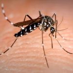 Argentina reporta fuerte incremento de casos de dengue Foto: Alerta sanitaria en Argentina /cortesía