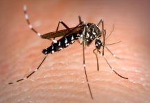 Argentina reporta fuerte incremento de casos de dengue Foto: Alerta sanitaria en Argentina /cortesía