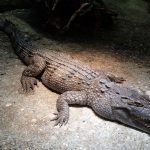 Turista fue atacado por un cocodrilo en zoológico de Filipinas Foto: Confusión fatal en zoológico filipino/Cortesía