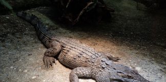 Foto: Confusión fatal en zoológico filipino/Cortesía