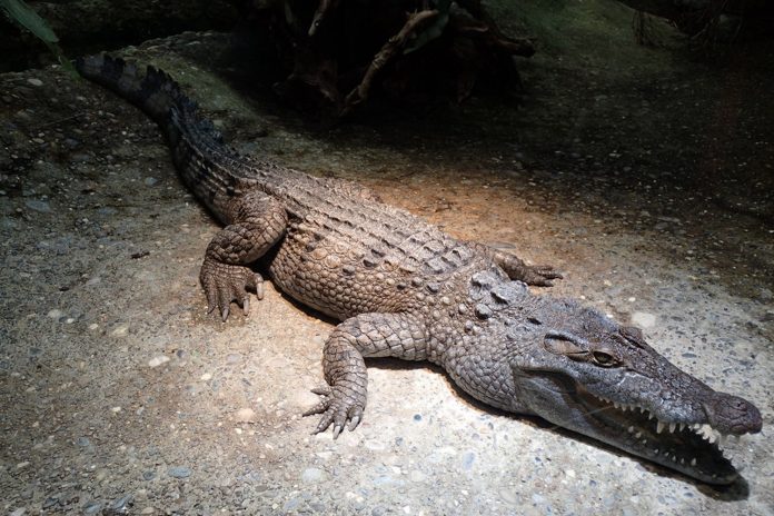 Foto: Confusión fatal en zoológico filipino/Cortesía