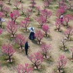 Foto: Espectáculo de flores en Xi'An, China