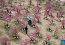 Xi’an se viste de flores: entre ciruelos y tulipanes, la primavera florece en China Foto: Espectáculo de flores en Xi'An, China
