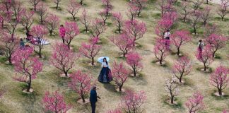 Foto: Espectáculo de flores en Xi'An, China