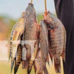 Tradición, cultura y recreación familiar en el sistema lagunar de Tisma Foto: Tradición, cultura y recreación familiar en el sistema lagunar de Tisma/TN8