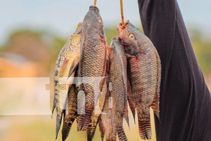Foto: Tradición, cultura y recreación familiar en el sistema lagunar de Tisma/TN8