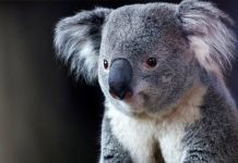 Indignación mundial por matanza aérea de koalas en Australia Foto: Polémica en Australia por matanza de koalas /Cortesía