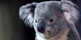 Foto: Polémica en Australia por matanza de koalas /Cortesía