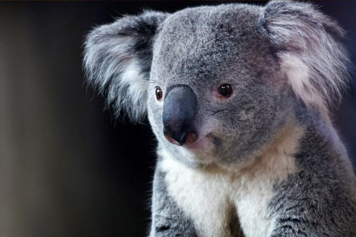 Foto: Polémica en Australia por matanza de koalas /Cortesía Foto: Polémica en Australia por matanza de koalas /Cortesía
