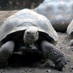 Histórico: Tortuga de Galápagos da a luz por primera vez a los 100 años Foto: Tortuga de Galápagos se convierte en madre /Cortesía
