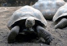 Foto: Tortuga de Galápagos se convierte en madre /Cortesía