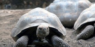 Foto: Tortuga de Galápagos se convierte en madre /Cortesía