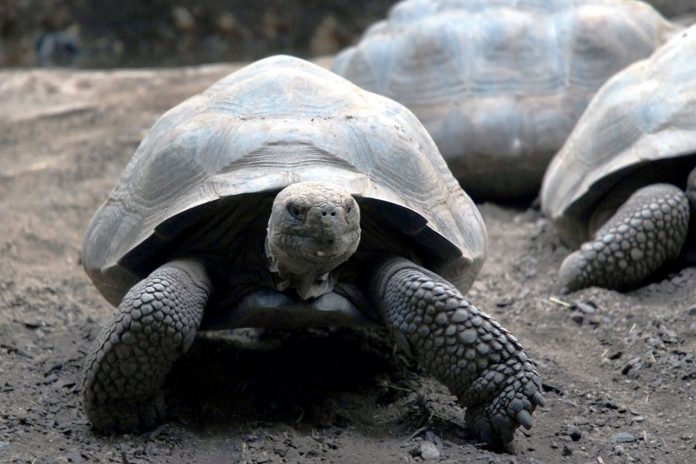 Foto: Tortuga de Galápagos se convierte en madre /Cortesía Foto: Tortuga de Galápagos se convierte en madre /Cortesía