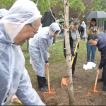 Siembra de amistad: China y América Latina plantan árboles por un futuro verde Foto: Relaciones China-América Latina echan raíces con acto simbólico en Beijing