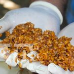 Masaya lanza campaña de desratización 2025 como parte del Plan Verano Foto: Campaña para desratización en Masaya / TN8