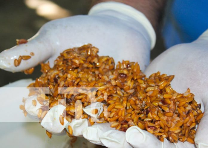 Foto: Campaña para desratización en Masaya / TN8 Foto: Campaña para desratización en Masaya / TN8