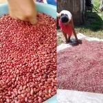 Nicaragua celebra el cierre de cosecha de frijol rojo de apante Foto: Nicaragua celebra el cierre de cosecha de frijol rojo de apante /Cortesía