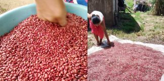 Foto: Nicaragua celebra el cierre de cosecha de frijol rojo de apante /Cortesía