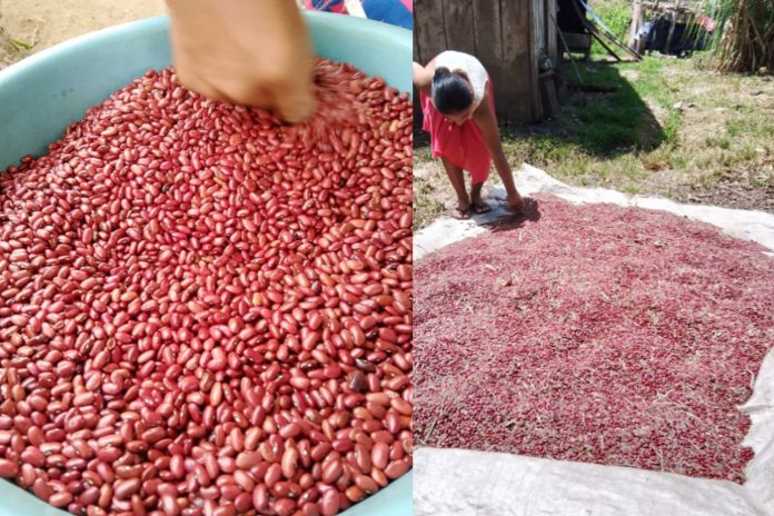 Foto: Nicaragua celebra el cierre de cosecha de frijol rojo de apante /Cortesía Foto: Nicaragua celebra el cierre de cosecha de frijol rojo de apante /Cortesía