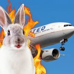 Conejo causa caos en vuelo y provoca aterrizaje de emergencia