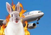 Conejo causa caos en vuelo y provoca aterrizaje de emergencia