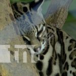 Zoológico Nacional abre sus puertas a la ciudadanía en este fin de semana largo Foto: Zoológico Nacional / TN8