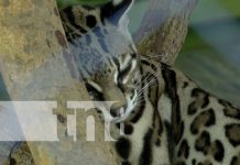 Foto: Zoológico Nacional / TN8