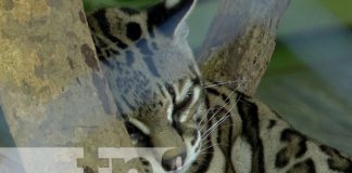Foto: Zoológico Nacional / TN8