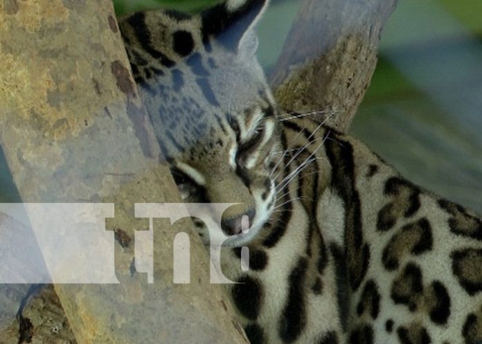Foto: Zoológico Nacional / TN8 Foto: Zoológico Nacional / TN8