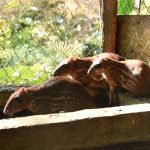 Zoocriadero apoyado por MARENA revoluciona el campo con guardatinajas Foto: MARENA, realizó una visita de seguimiento al zoocriadero/Cortesía