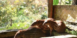 Foto: MARENA, realizó una visita de seguimiento al zoocriadero/Cortesía