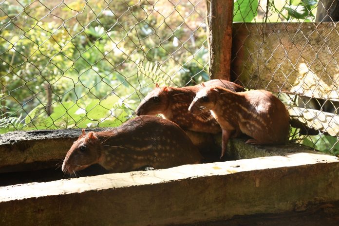 Foto: MARENA, realizó una visita de seguimiento al zoocriadero/Cortesía