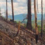 Foto: Ejército de Nicaragua asesta golpes a la tala ilegal y la minería ilícita en la reserva Bosawas/TN8