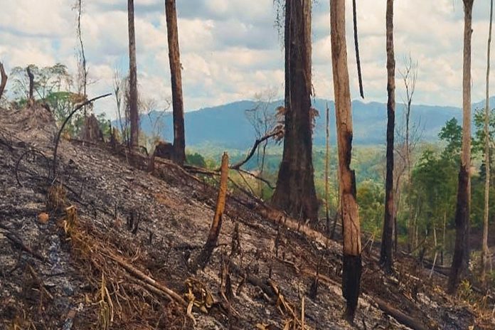 1 Foto: Ejército de Nicaragua asesta golpes a la tala ilegal y la minería ilícita en la reserva Bosawas/TN8