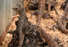 Nicaragua exporta fauna de zoocriaderos por más de 5.7 millones de dólares Foto: Nicaragua lidera exportación responsable de fauna/Cortesía