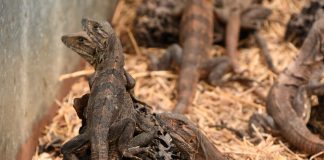Foto: Nicaragua lidera exportación responsable de fauna/Cortesía