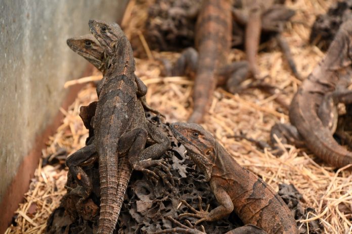 Foto: Nicaragua lidera exportación responsable de fauna/Cortesía Foto: Nicaragua lidera exportación responsable de fauna/Cortesía