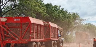Foto:Chinandega, Managua y Rivas lideran producción azucarera en 2025/Cortesía