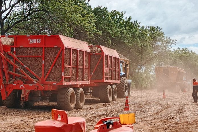 1 Foto:Chinandega, Managua y Rivas lideran producción azucarera en 2025/Cortesía