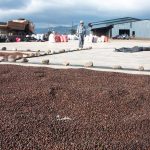 Nicaragua alcanza 5.6 millones de quintales de café acopiados al 6 de mayo