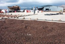 Nicaragua alcanza 5.6 millones de quintales de café acopiados al 6 de mayo