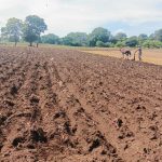 Más de 180 mil familias se preparan para sembrar maíz en el ciclo agrícola 2025/2026