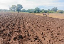 Más de 180 mil familias se preparan para sembrar maíz en el ciclo agrícola 2025/2026